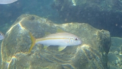 Mulloidichthys vanicolensis