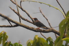 Turdus simillimus