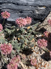 Eriogonum anemophilum