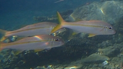Mulloidichthys vanicolensis