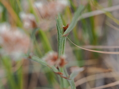 Goniolimon speciosum