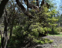 Diospyros humilis