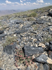 Eriogonum anemophilum