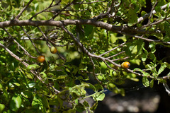 Diospyros humilis