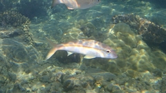 Mulloidichthys vanicolensis