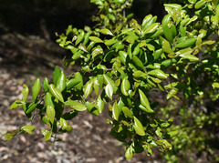 Diospyros humilis