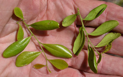 Diospyros humilis