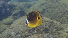 Chaetodon lunula