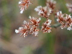 Goniolimon speciosum