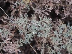 Artemisia gmelinii