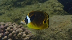 Chaetodon lunula
