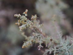 Artemisia gmelinii