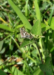 Burnsius orcynoides