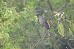 Hypsipetes ganeesa