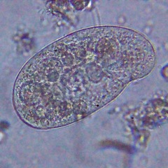 Turaniellidae