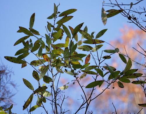 Swamp tupelo (Nyssa biflora)