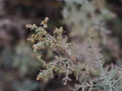 Artemisia gmelinii