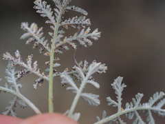 Artemisia gmelinii