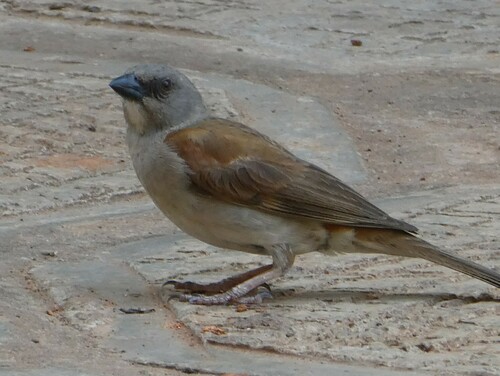 Northern Grey-headed Sparrow