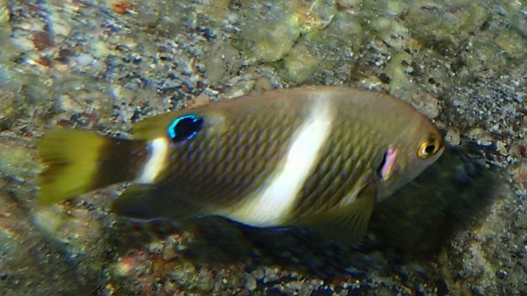 Blueribbon Damsel