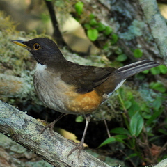 Turdus albicollis