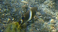 Chrysiptera brownriggii