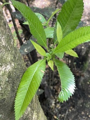 Caldcluvia paniculata