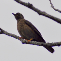 Turdus flavipes