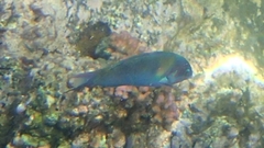 Thalassoma genivittatum