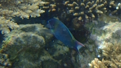 Thalassoma genivittatum