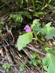 Impatiens sylvicola
