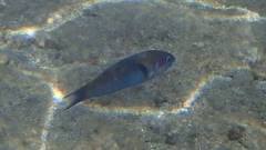 Thalassoma genivittatum