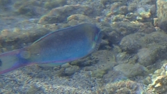 Thalassoma genivittatum