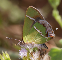 Chlorostrymon simaethis