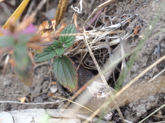 Dracocephalum nutans