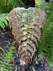 Blechnum chilense