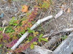 Dracocephalum nutans