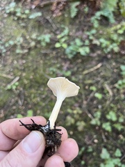 Clitocybe fragrans