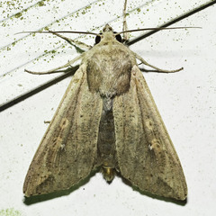 Mythimna unipuncta