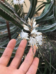 Aloe albiflora