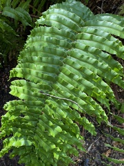 Blechnum chilense