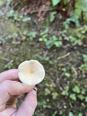 Clitocybe fragrans