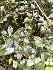 Carissa bispinosa zambesiensis
