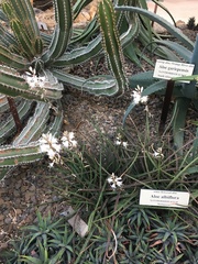 Aloe albiflora