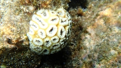 Anthozoa