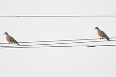 Streptopelia orientalis