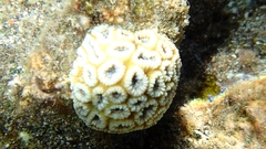 Anthozoa