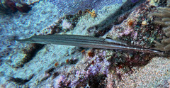 Aulostomus maculatus