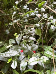 Carissa bispinosa zambesiensis