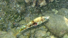 Halichoeres nebulosus